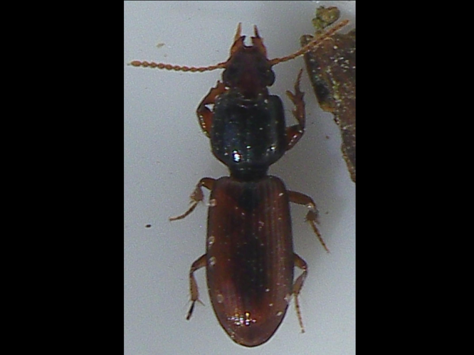 Clivina collaris &copy; HALLART Guénael