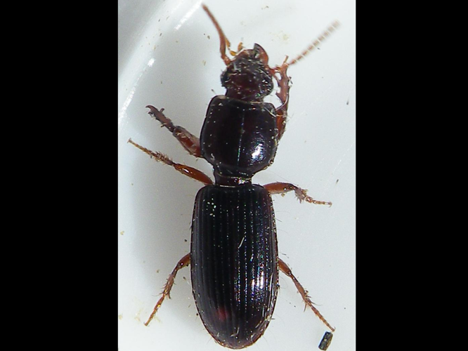 Clivina fossor &copy; HALLART Guénael