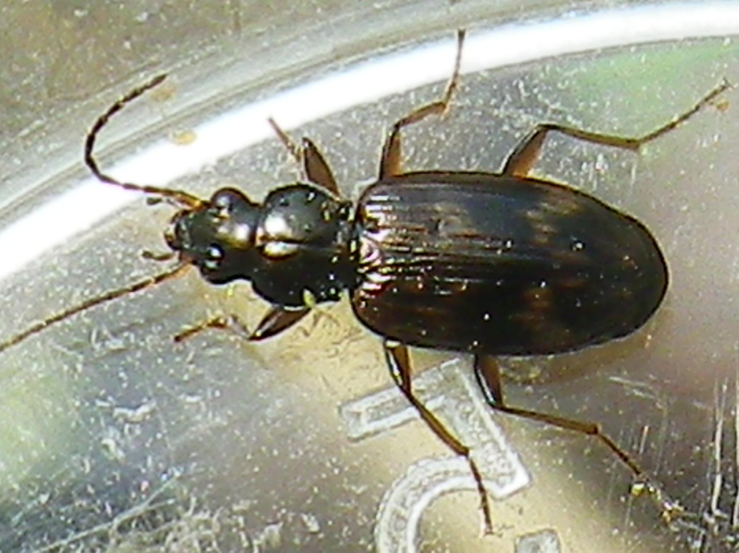 Notaphus dentellus &copy; HALLART Guénael