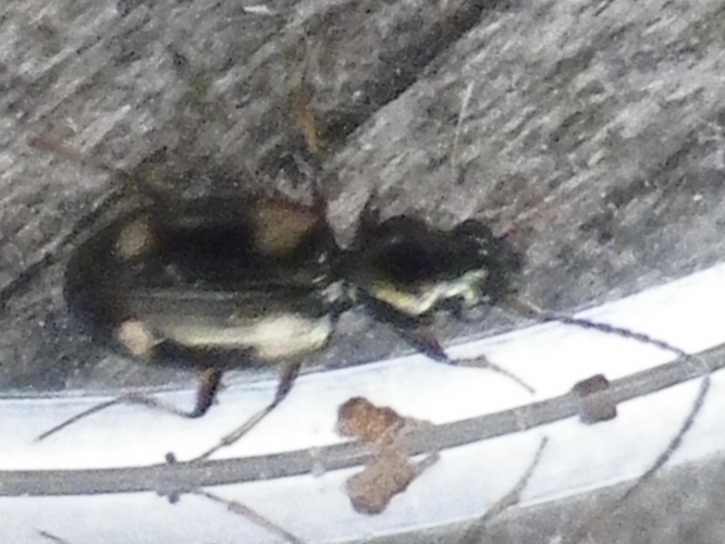 Bembidion quadrimaculatum &copy; HALLART Guénael