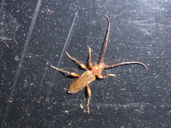 Phymatodes testaceus &copy; MAILLIER Sébastien