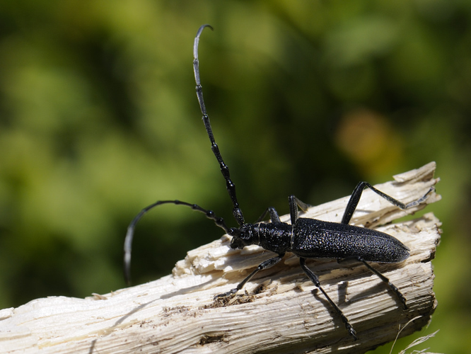 Cerambyx scopolii &copy; HERCENT Jean-Luc