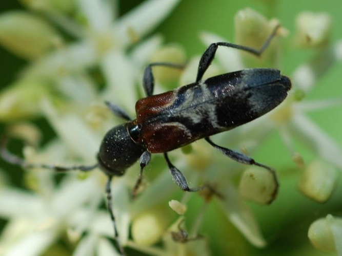 Anaglyptus mysticus &copy; VANSTEENE Nicolas