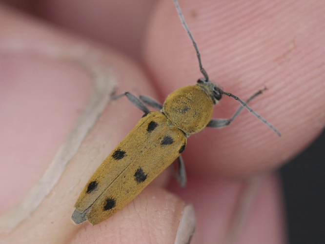 Chlorophorus glabromaculatus &copy; TOP Damien