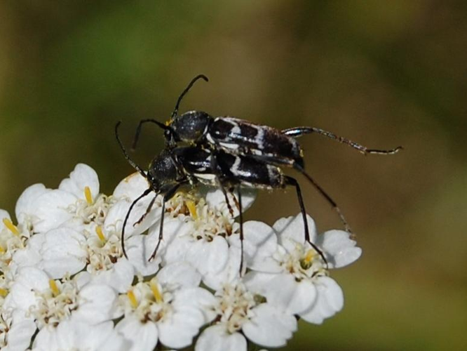 Chlorophorus sartor &copy; VANSTEENE Nicolas