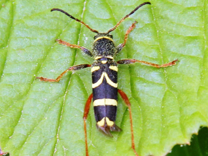 Clytus arietis &copy; COLINDRE Laurent