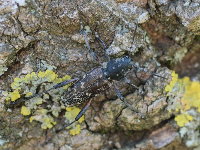 Xylotrechus rusticus &copy; TOP Damien