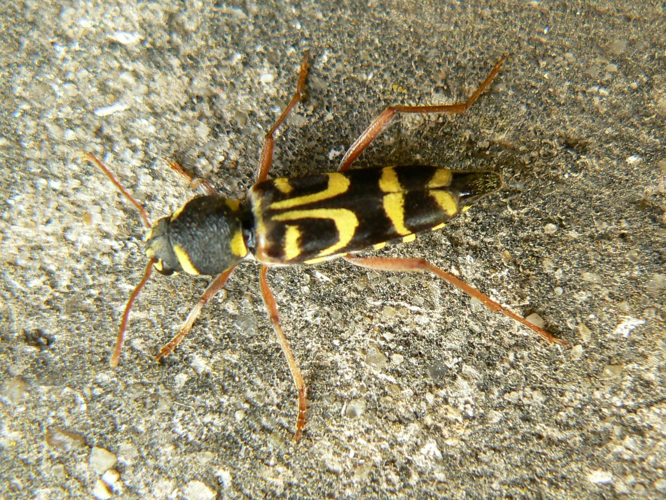 Xylotrechus arvicola &copy; DEROZIER Carole