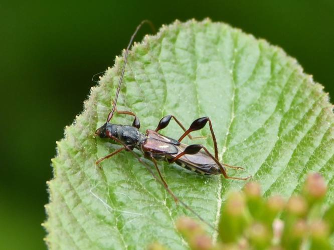 Molorchus minor &copy; BARBIER Simon