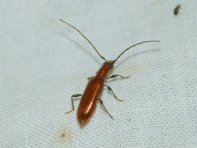 Obrium cantharinum &copy; BARBIER Simon