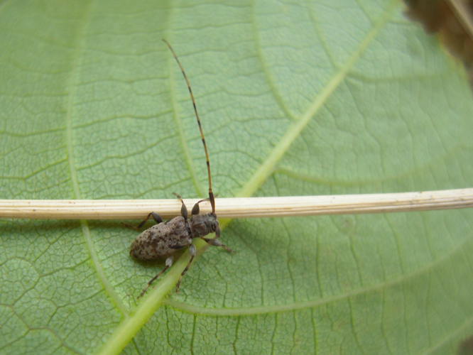 Leiopus femoratus © HERMANT Thomas