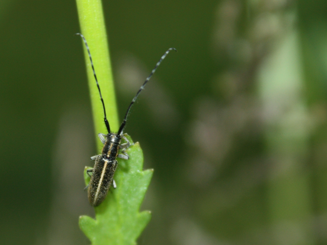 Agapanthia cardui &copy; HERMANT Thomas