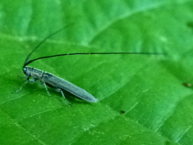 Calamobius filum &copy; MAILLIER Sébastien