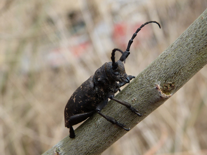 Lamia textor &copy; BARBIER Simon