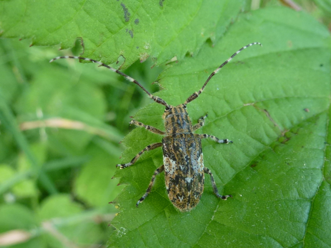 Mesosa nebulosa &copy; MAILLIER Sébastien