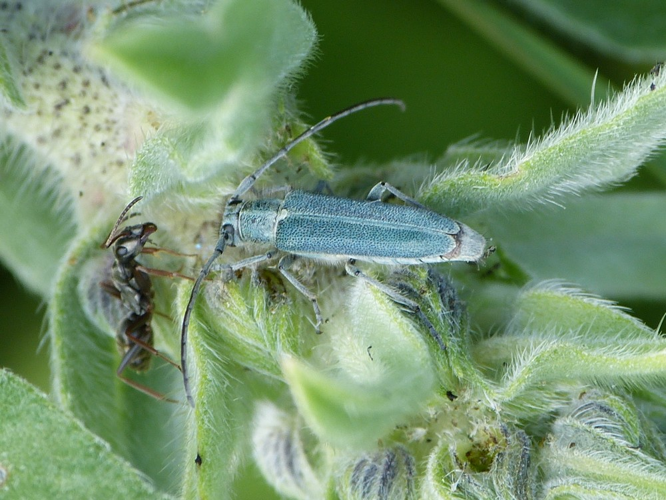 Opsilia coerulescens &copy; BARBIER Simon