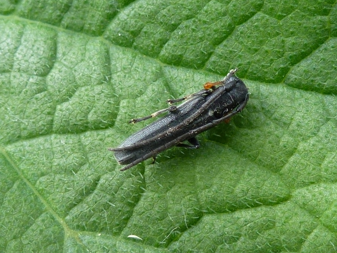 Phytoecia cylindrica &copy; MAILLIER Sébastien