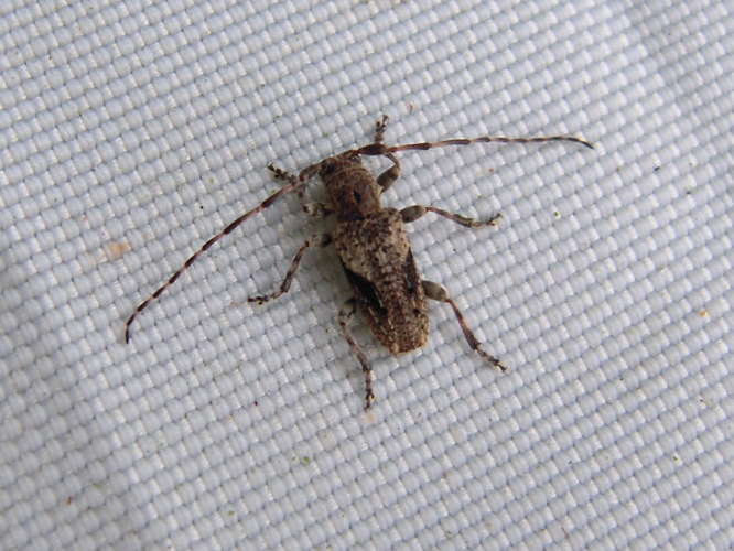 Pogonocherus decoratus &copy; HERMANT Thomas