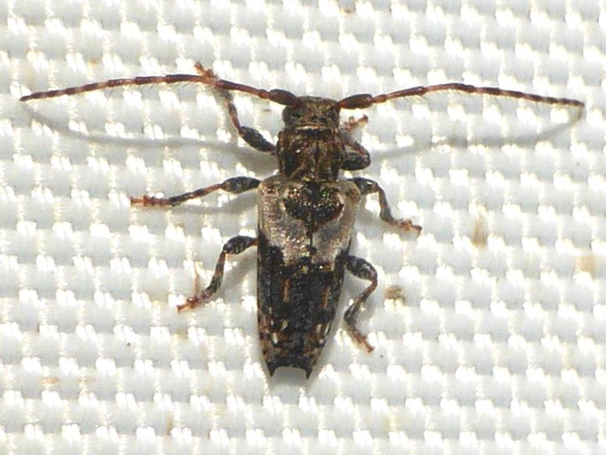 Pogonocherus hispidus &copy; LETHEVE Xavier