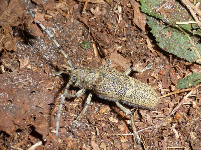 Saperda carcharias &copy; LETHEVE Xavier