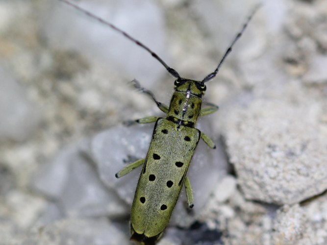 Saperda perforata &copy; COLINDRE Laurent