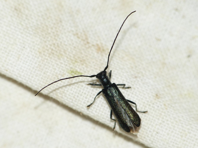 Stenostola dubia &copy; BARBIER Simon