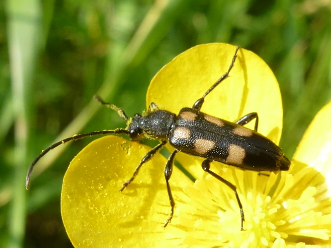 Anoplodera sexguttata © MAILLIER Sébastien