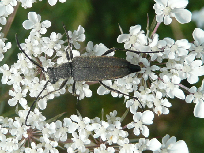 Leptura aethiops &copy; MAILLIER Sébastien