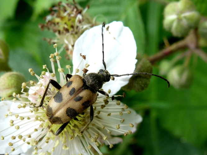 Pachytodes cerambyciformis &copy; MAILLIER Sébastien
