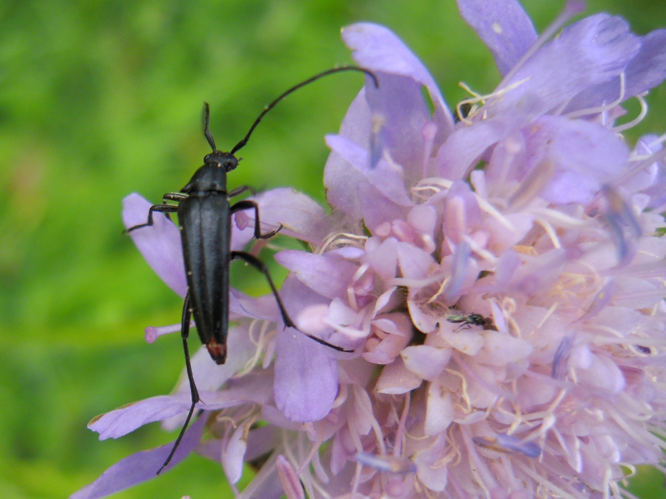 Stenurella nigra &copy; HERMANT Thomas