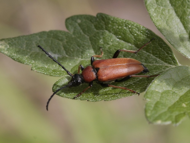 Stictoleptura rubra &copy; TOP Damien