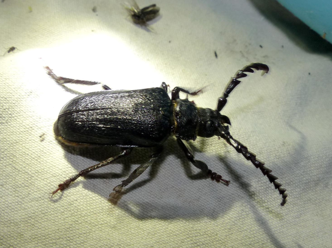 Prionus coriarius &copy; DEROZIER Carole