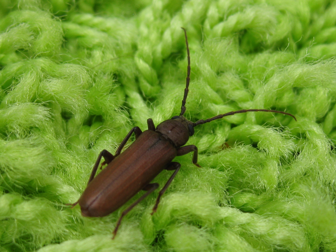 Arhopalus rusticus &copy; 