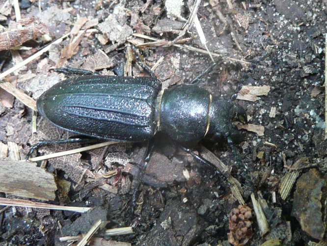 Spondylis buprestoides © MAILLIER Sébastien