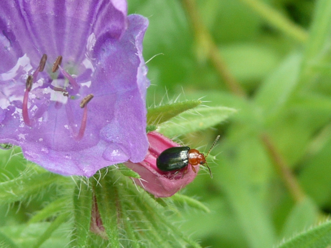 Podagrica fuscicornis &copy; MAILLIER Sébastien
