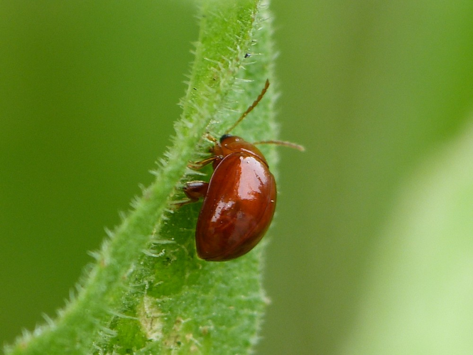 Sphaeroderma rubidum &copy; BARBIER Simon