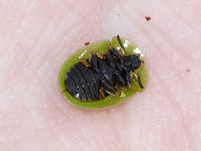 Cassida rubiginosa &copy; BARBIER Simon