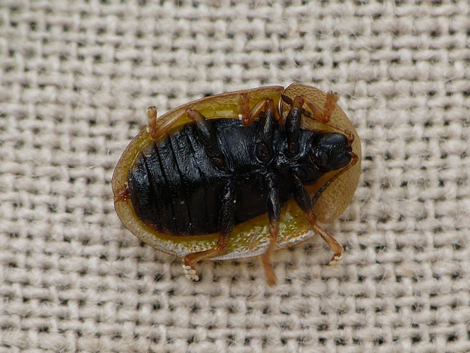 Cassida vibex &copy; BARBIER Simon