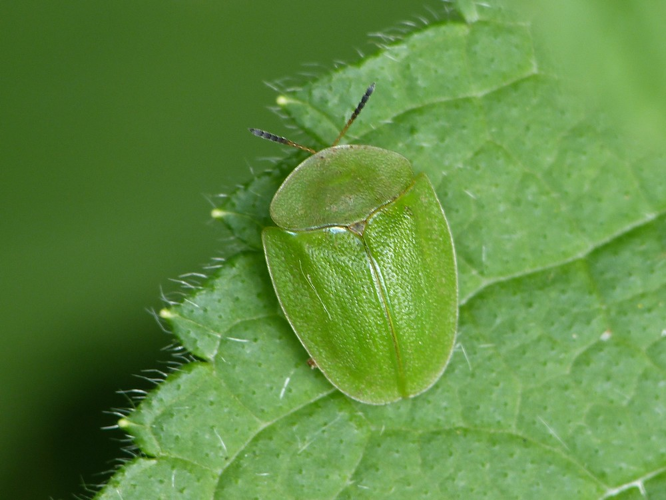 Cassida viridis © BARBIER Simon