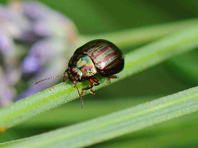 Chrysolina americana © MATHOT William