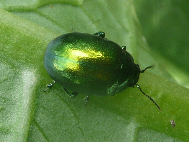 Chrysolina herbacea &copy; MAILLIER Sébastien
