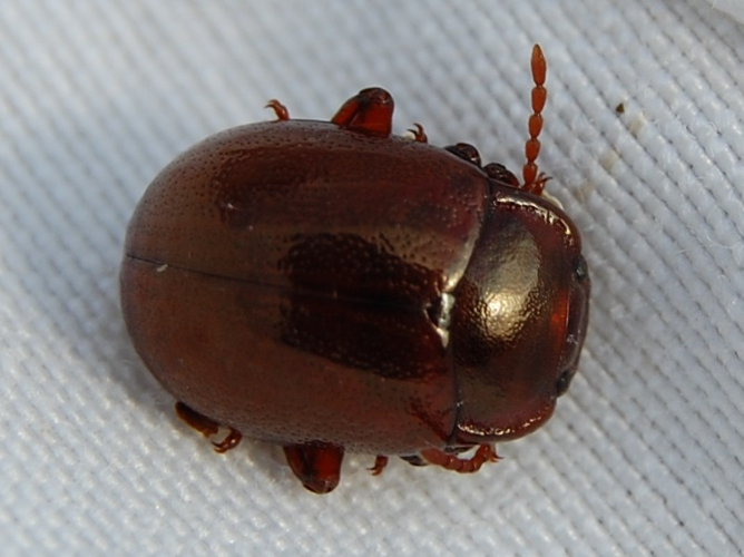 Chrysolina staphylaea © VANSTEENE Nicolas