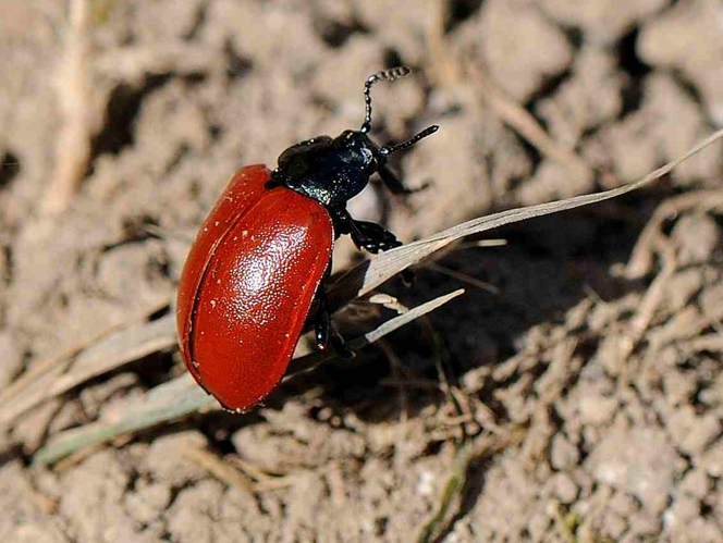 Chrysomela populi &copy; MATHOT William