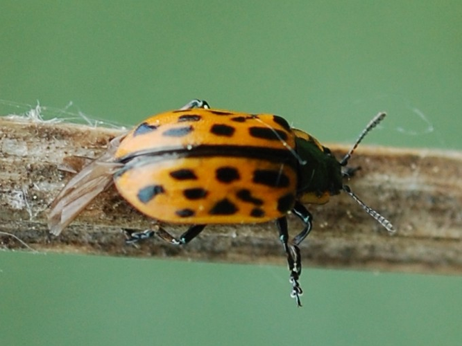 Chrysomela vigintipunctata &copy; VANSTEENE Nicolas