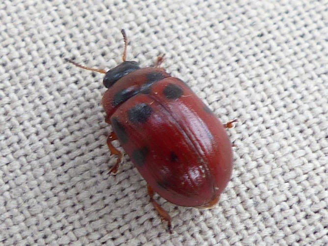 Gonioctena decemnotata &copy; DEROZIER Carole