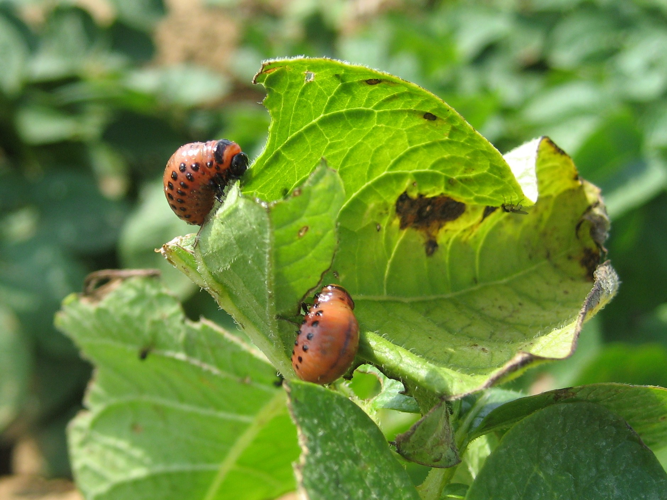 Leptinotarsa decemlineata &copy; LETHEVE Xavier