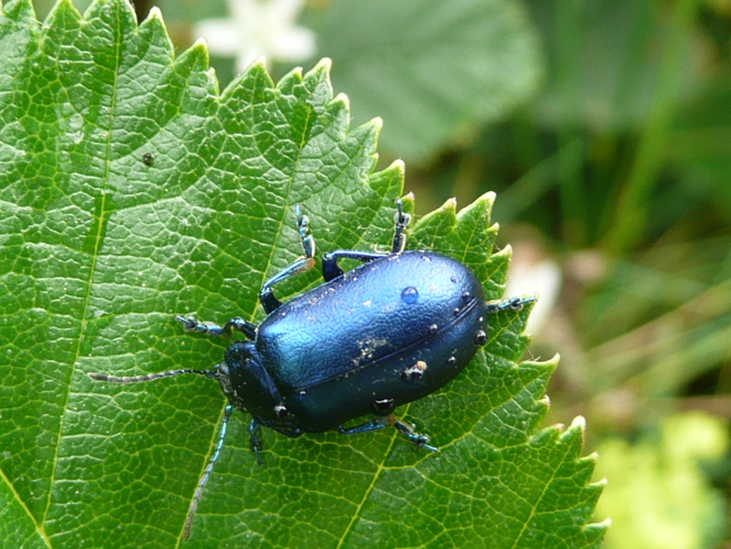 Oreina elongata &copy; MAILLIER Sébastien
