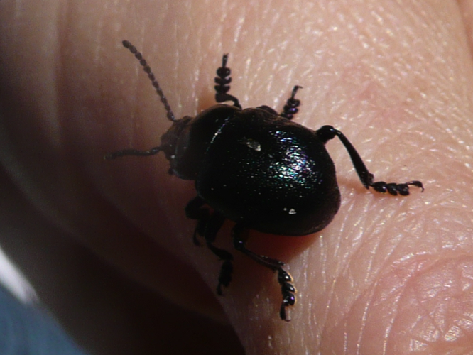 Timarcha goettingensis &copy; MAILLIER Sébastien