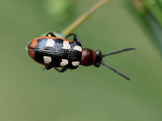Crioceris asparagi © COLINDRE Laurent