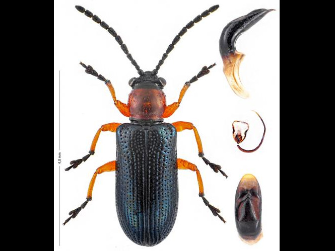 Oulema duftschmidi &copy; CHEVAILLOT Frédéric